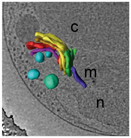 3-D Ultrastructure of Ostreococcus tauri