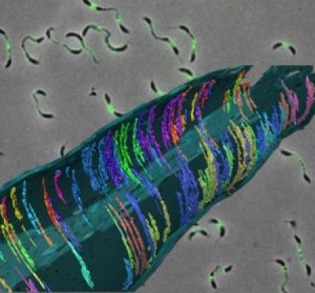 Three-dimensional reconstruction of the constricted midsection of a Caulobacter crescentus cell